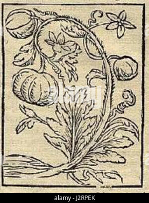 Ce titre fait probablement référence à la représentation ou à l'étude d'une fleur originaire de l'Inde du Sud, mettant en valeur la flore vibrante de la région. L'Inde du Sud est connue pour sa riche biodiversité et ses espèces végétales distinctes, ce qui en fait un point focal pour les études botaniques. Banque D'Images