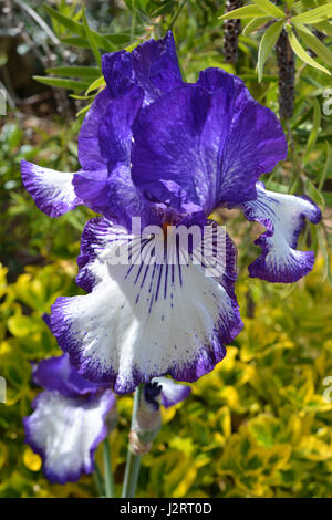 Tall Bearded Iris 'Art Deco' Banque D'Images