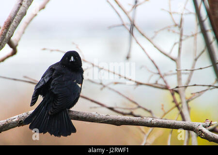 Carouge à épaulettes. Un mâle blackbird donne directement sur son épaule dans l'appareil photo comme paparazzi l'attraper au cours de sa parade. Banque D'Images