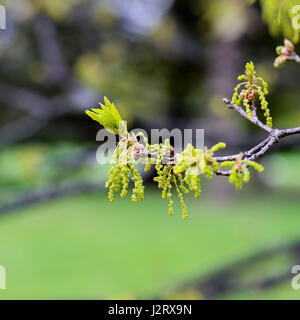 Close up de jeunes fleurs oranger sur oak tree branch avec chatons mâles et les jeunes feuilles Banque D'Images