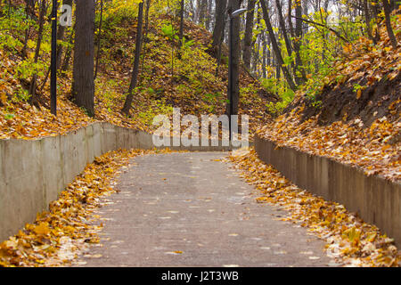 Rue bordée d'arbres dans un parc, saison d'automne Banque D'Images