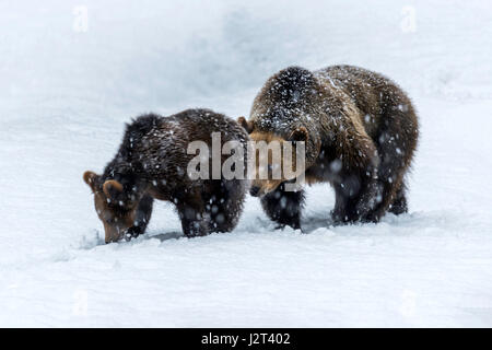 Paire d'ours bruns d'Eurasie, mère et son petit (Ursus arctos) randonnée le sentier au milieu de la tempête de neige.