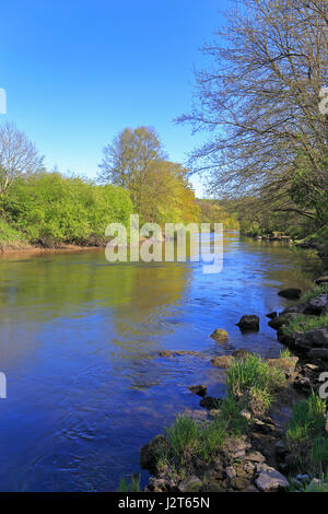 L'eau Stanley trajet sur la rivière Severn, un des plus prolifiques pour l'huile de pêche barbillon, Shropshire, England, UK. Banque D'Images