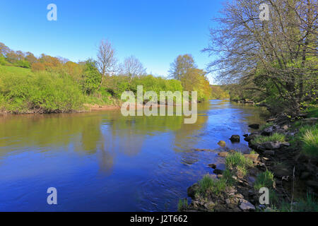 L'eau Stanley trajet sur la rivière Severn, un des plus prolifiques pour l'huile de pêche barbillon, Shropshire, England, UK. Banque D'Images