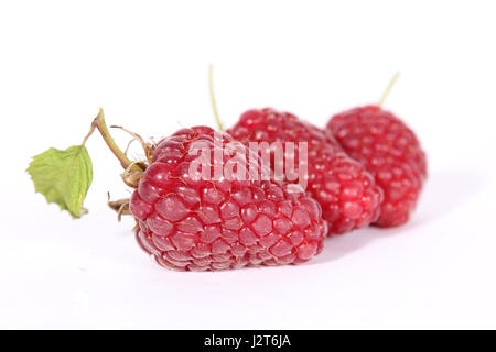 Gros plan avec framboises fraîches Banque D'Images