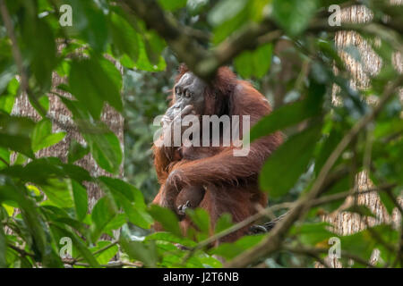 Gravement menacée d'orang-outans (Pongo pygmaeus) dans une réserve près de Sandakan, Malaisie, Bornéo. Banque D'Images