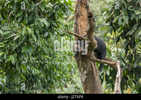 Helarctos malayanus ours (soleil) dans un sanctuaire à Bornéo, Malaisie Banque D'Images