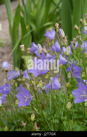 Bluebells dans le jardin Banque D'Images