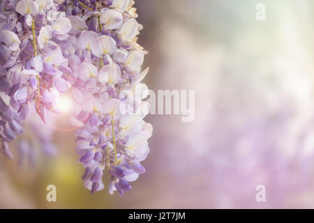 Belles fleurs de glycine dans soleil du printemps, avec l'espace pour le texte. Banque D'Images