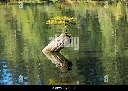 Seul petit sapin vivant sur un tronc d'arbre, lac Fairy, l'île de Vancouver, Canada Banque D'Images