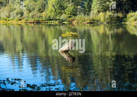 Seul petit sapin vivant sur un tronc d'arbre, lac Fairy, l'île de Vancouver, Canada Banque D'Images