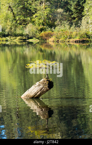 Seul petit sapin vivant sur un tronc d'arbre, lac Fairy, l'île de Vancouver, Canada Banque D'Images