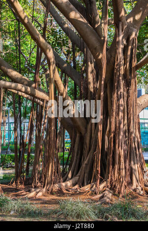 Banyan Tree Banque D'Images