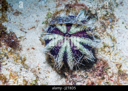 [Tripneustes gratilla oursin gâteau]. L'île de Malapascua, Cebu, Philippines. Banque D'Images