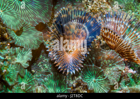 Ventilateur indien [ver Sabellastarte indica]. L'île de Malapascua, Cebu, Philippines. Banque D'Images