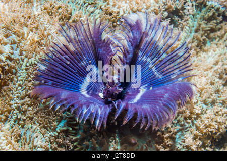 Featherduster ver. L'île de Malapascua, Cebu, Philippines. Banque D'Images