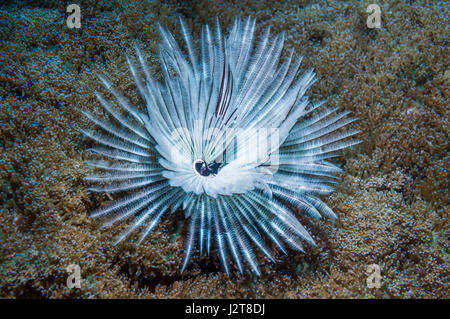 Feather Duster-ver. L'île de Malapascua, Cebu, Philippines. Banque D'Images