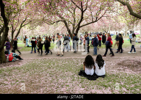 New York, USA. Apr 30, 2017. Les gens aiment les fleurs de cerisier dans le Jardin botanique de Brooklyn à New York, États-Unis, le 30 avril 2017. Les cerisiers en fleurs sont en pleine floraison récemment à New York. Credit : Wang Ying/Xinhua/Alamy Live News Banque D'Images