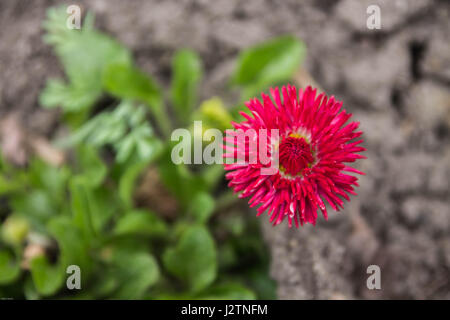 Seul strawflower. Fleur de champ. Fleur rouge. Au printemps. Banque D'Images