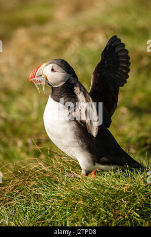 Macareux moine (Fratercula arctica), un oiseau debout sur l'herbe avec bec plein d'anguille de sable, l'accouplement, les ailes battantes, Couleurs Nature Ingolfshofdi Rese Banque D'Images