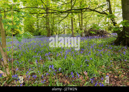 Jacinthes en forêts anciennes, Cheshire, Royaume-Uni Banque D'Images