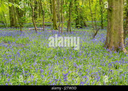 Jacinthes en forêts anciennes, Cheshire, Royaume-Uni Banque D'Images
