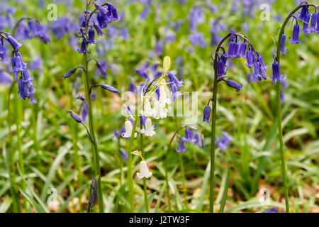 Jacinthes en forêts anciennes, Cheshire, Royaume-Uni Banque D'Images