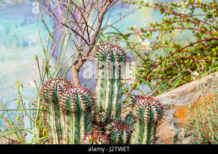 Euphorbia horrida (lait d'Afrique le baril) est une espèce de plantes de la famille des Euphorbiaceae, originaire d'Afrique du Sud. C'est un cactus ou buisson Banque D'Images