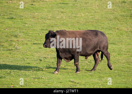 Les bovins de boucherie, adulte seul bull Aberdeen Angus walking in field, Aviemore, Scotland, UK Banque D'Images