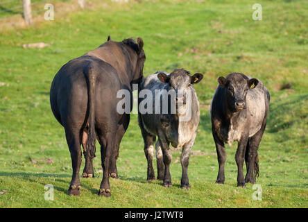 Les bovins de boucherie, adulte seul bull Aberdeen Angus standing in field avec deux vaches, Aviemore, Scotland, UK Banque D'Images