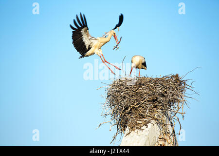 Cigogne Blanche (Ciconia ciconia) retourner au nid Banque D'Images