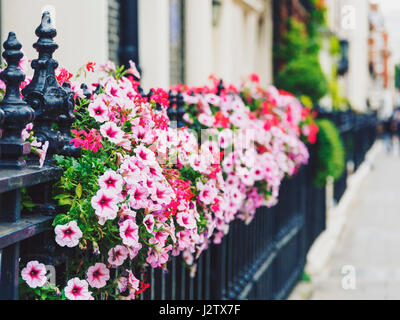 Londres, Royaume-Uni - 18 août 2015 : les rues de Londres, en Angleterre avec des fleurs colorées complètent l'architecture Banque D'Images