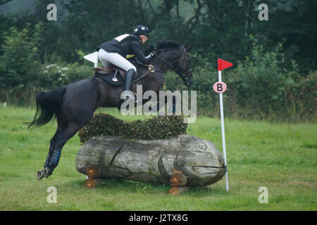 Cheval de saut d’obstacles Banque D'Images