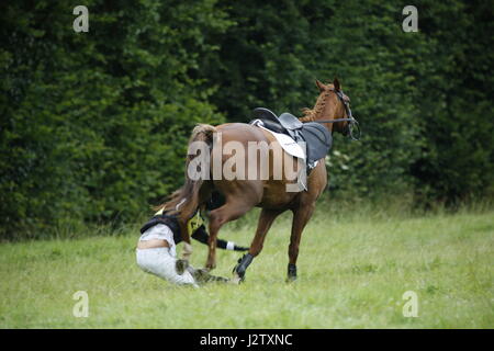 Cheval de saut d’obstacles Banque D'Images