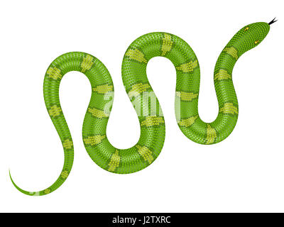 Serpent vert illustration. Serpent isolé sur fond blanc Banque D'Images