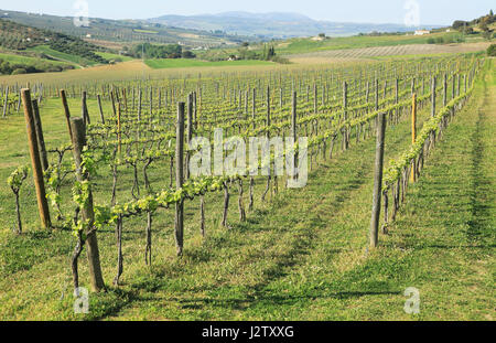 Paysage agricole de vignes poussant sur des treillis, Setenil Rio vallée, Serrania de Ronda, Espagne Banque D'Images