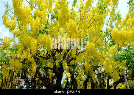 Douche Dorée Fleur Arbre en fleurs, à l'heure d'été en Thaïlande. Banque D'Images