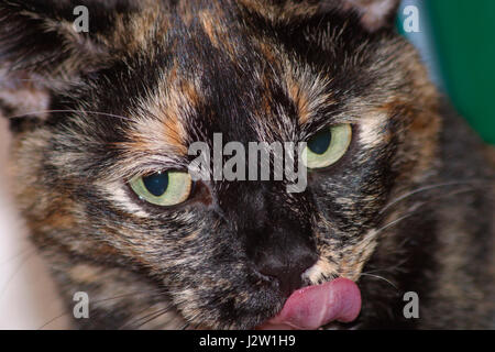 Les jeunes ou femaleTortoiseshell Brindle chat avec sa langue, léchant ses lèvres et regardant de côté Banque D'Images
