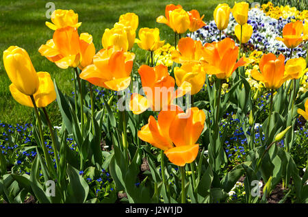 Golden Orange hauteur floraison de fleurs tulipes au printemps Banque D'Images
