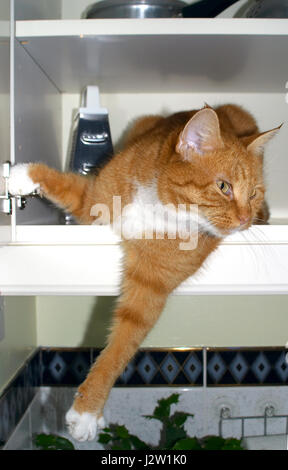 Le gingembre chat (Felis catus) reposant sur la tablette à montage mural armoire de cuisine Banque D'Images