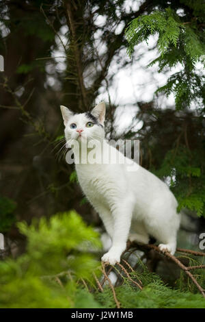 Les jeunes noirs et intérieur blanc shorthair chat avec des yeux de couleur étrange dans des branches de sapin Banque D'Images