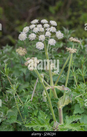 La floraison chef de l'Umbellifer connu sous le nom de Berce du Caucase la berce laineuse / / Heracleum sphondylium - la sève de la peau qui peut blister en plein soleil. Banque D'Images