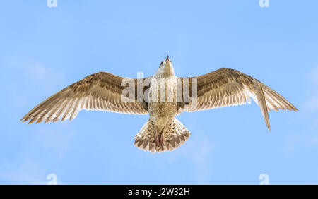 Face inférieure d'un jeune Goéland argenté (Larus argentatus) voler. Banque D'Images