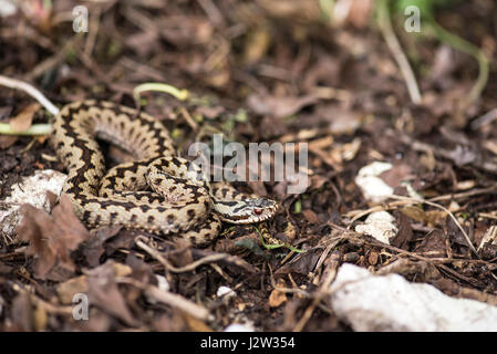 Vipère (Vipera berus), homme Banque D'Images