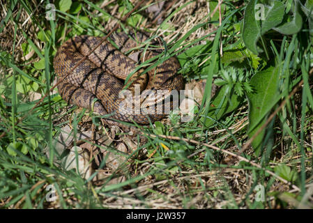 Vipère (Vipera berus), femme se dorant dans soleil du printemps Banque D'Images