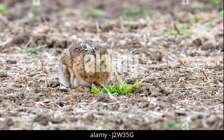 Lièvre brun (Lepus europaeus) paître dans un champ labouré. Banque D'Images
