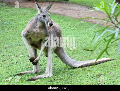 Kangaroo à Healesville Sanctuary, Healesville, Victoria, Australie le 13 mai 2016 Photo de Keith Mayhew Banque D'Images