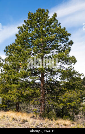 Pinus ponderosa, le pin ponderosa, Bull, pin, pin jaune de l'ouest jack pine, Little Rainbow Trail, le centre du Colorado, USA Banque D'Images