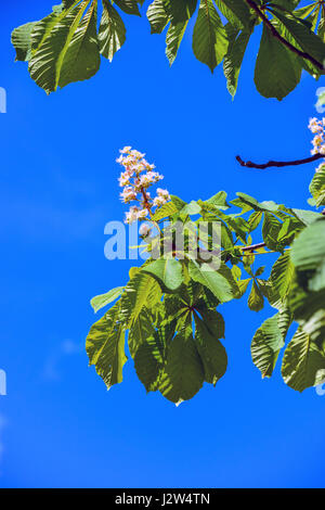 Marronnier Aesculus hippocastanum fleur fleur contre le ciel bleu Banque D'Images