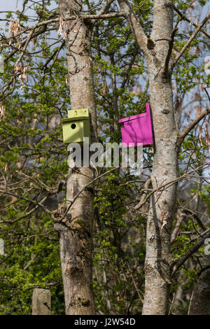 Maisons d'oiseaux colorées attachées haut d'un tronc d'arbre, Royaume-Uni Banque D'Images